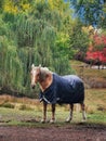 A horse wearing a horsecloth on a paddock