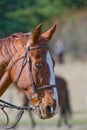 Horse wearing riding tack Royalty Free Stock Photo