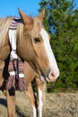 Horse wearing a scarf