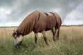 Horse wearing sweet itch blanket