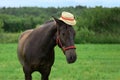 Horse is wearing the wicker hat in outdoors, close-up portrait