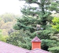 Horse weathervane