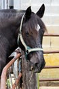 Horse on West Virginia Farm Royalty Free Stock Photo