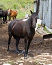 Horse On West Virginia Farm