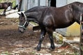 Horse on West Virginia Farm Royalty Free Stock Photo