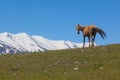 A horse in Western Tian Shan mountains, Uzbekistan