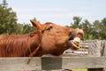 Horse Whinnying Royalty Free Stock Photo
