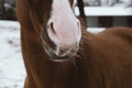 Horse whiskers and pink nose closeup during winter with snow Royalty Free Stock Photo