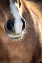 Horse Whiskers Royalty Free Stock Photo