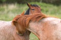 Horse whispering Royalty Free Stock Photo