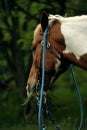 Horse whit curb Royalty Free Stock Photo