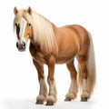 Fluffy Brown Horse On White Background