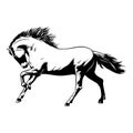 Horse white-black Vector Illustration. Beautiful Horse racing Royalty Free Stock Photo