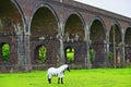 Horse in White Blanket Under The Stanway Viaduct Royalty Free Stock Photo