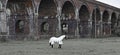 Horse In White Blanket Under The Stanway Viaduct Monochrome Royalty Free Stock Photo
