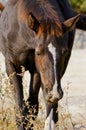 Horse with a white blaze on the head is close to the dry plant Royalty Free Stock Photo