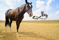 horse with a white blaze on the head is close to the flying halter Royalty Free Stock Photo