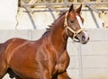 Horse with the white blaze on the head Royalty Free Stock Photo