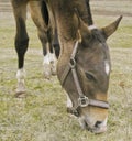 Horse with a white blaze on his head eat green grass Royalty Free Stock Photo