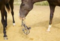 Horse with a white blaze on his head keeping the halter in his teeth halter Royalty Free Stock Photo