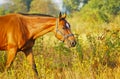 horse with a white blaze on his head walking in the field Royalty Free Stock Photo