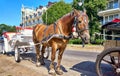 Horse with white carriage for a city tour in SwinemÃÂ¼nde. Swinoujscie, Poland