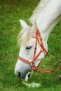 Horse Royalty Free Stock Photo