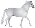 Horse, white horse walk gait Royalty Free Stock Photo