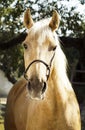 Horse with a white mane stands on a background of green leaves