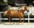 horse with a white spot on it's head is running in the paddock next to white fence Royalty Free Stock Photo