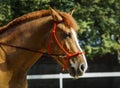 Horse with a white spot on it's head is running in the paddock next to white fence Royalty Free Stock Photo