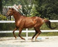 Horse with a white spot on it's head is running in the paddock next to white fence Royalty Free Stock Photo