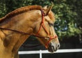 Horse with a white spot on it's head is running in the paddock next to white fence Royalty Free Stock Photo