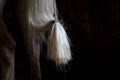 Horse white tail detail Royalty Free Stock Photo