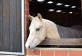 Horse white with white markings looking out of a red barn window. Germany. Royalty Free Stock Photo