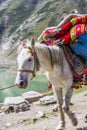 A horse who carries lugage in the mountains