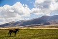 The horse in the wild area of beautiful Kirgizstan