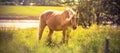 Horse - wild brown horse running on a green meadow Royalty Free Stock Photo