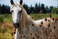 Horse wild of camargue Royalty Free Stock Photo