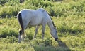 Horse, Wild, Grey, grazing in pastures east of Tulsa Oklahoma Royalty Free Stock Photo