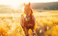 Horse in the wild, wild nature and animals concept Royalty Free Stock Photo