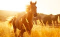 Horse in the wild, wild nature and animals concept Royalty Free Stock Photo