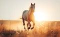 Horse in the wild, wild nature and animals concept Royalty Free Stock Photo