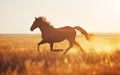 Horse in the wild, wild nature and animals concept Royalty Free Stock Photo