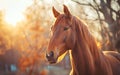 Horse in the wild, wild nature and animals concept Royalty Free Stock Photo