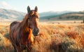 Horse in the wild, wild nature and animals concept Royalty Free Stock Photo