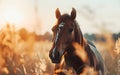 Horse in the wild, wild nature and animals concept Royalty Free Stock Photo
