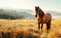 Horse in the wild, wild nature and animals concept Royalty Free Stock Photo