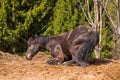 Horse in wild nature Royalty Free Stock Photo