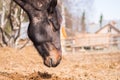 Horse in wild nature